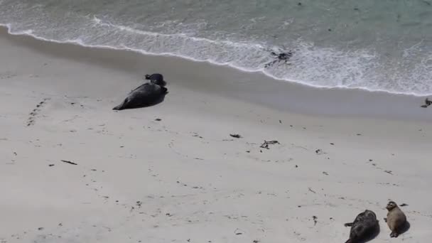 Lobos California Sahilindeki Foklar Deniz Aslanları — Stok video