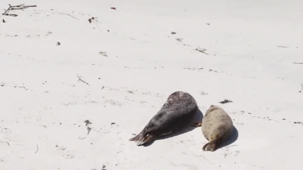 Lobos California Sahilindeki Foklar Deniz Aslanları — Stok video