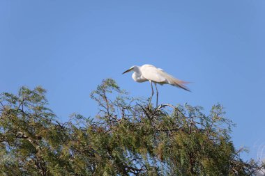 Akbalıkçıl resimleri baharda yuvalanır.
