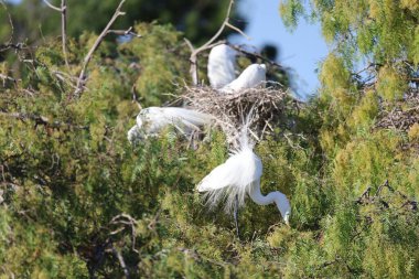 Akbalıkçıl resimleri baharda yuvalanır.