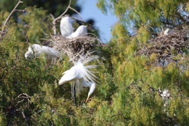 Akbalıkçıl resimleri baharda yuvalanır.
