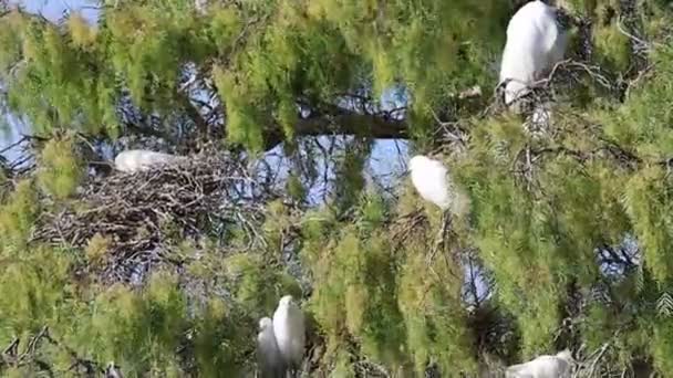 Egrets Anidando Árbol — Vídeo de stock