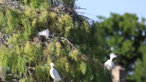 Reiher Nisten Einem Baum — Stockvideo