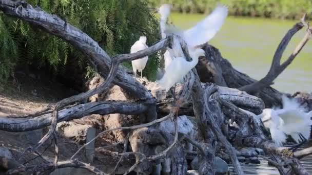 Egrets Aninhando Uma Árvore — Vídeo de Stock