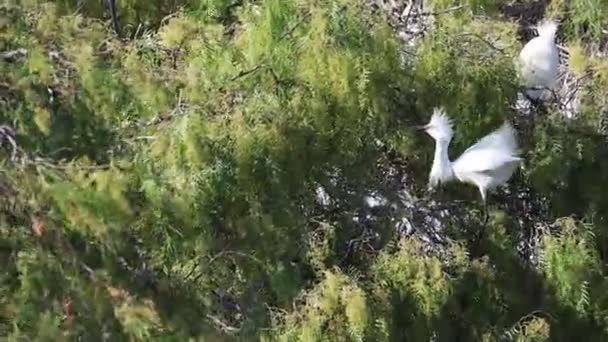 Egrets Anidando Árbol — Vídeo de stock