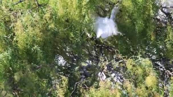 Egrets Anidando Árbol — Vídeo de stock