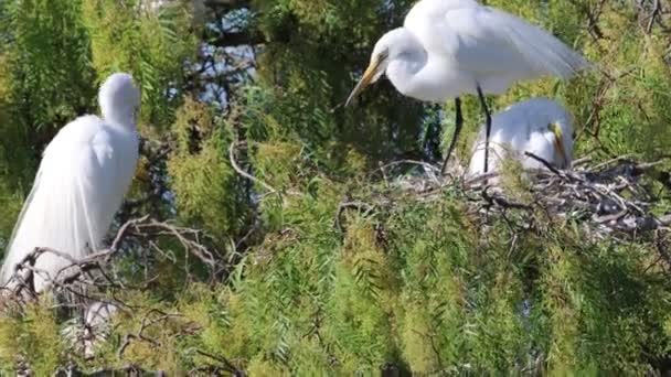 Egrets Nesting Træ – Stock-video