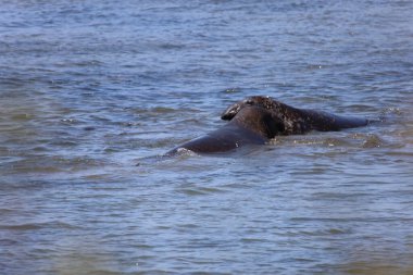 Ano Nuevo California 'daki Fil Fok Fotoğrafları