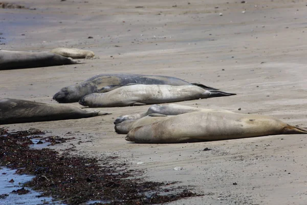 Foto Van Olifantenzeehonden Bij Ano Nuevo California — Stockfoto