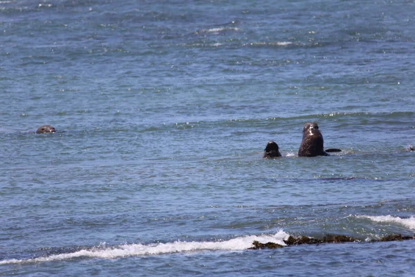 Foto Van Olifantenzeehonden Bij Ano Nuevo California — Stockfoto