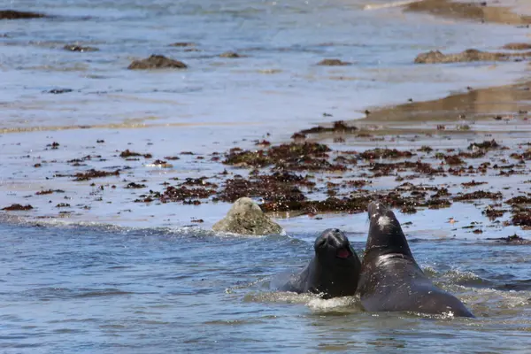 Fotos Elefantes Marinos Ano Nuevo California — Foto de Stock