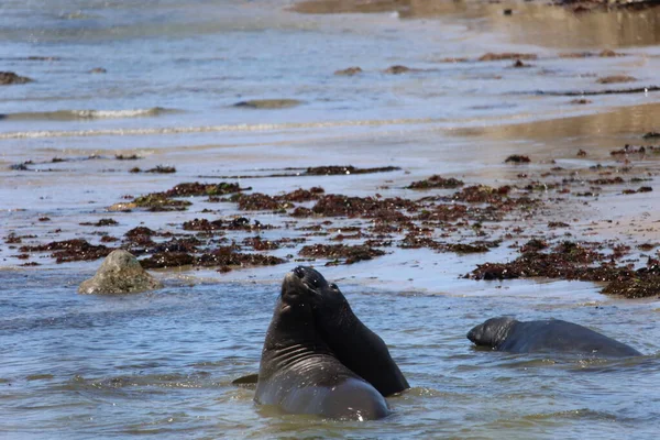 Foto Van Olifantenzeehonden Bij Ano Nuevo California — Stockfoto