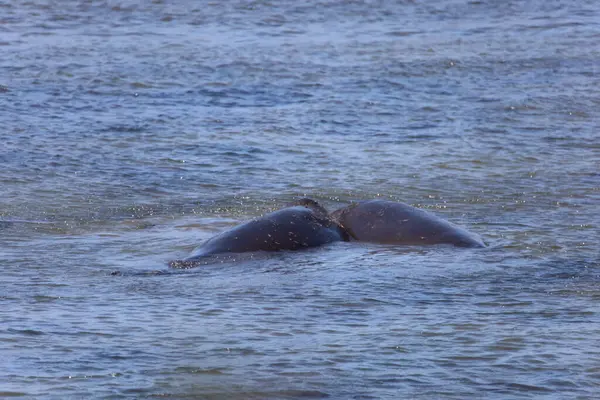 Foto Van Olifantenzeehonden Bij Ano Nuevo California — Stockfoto