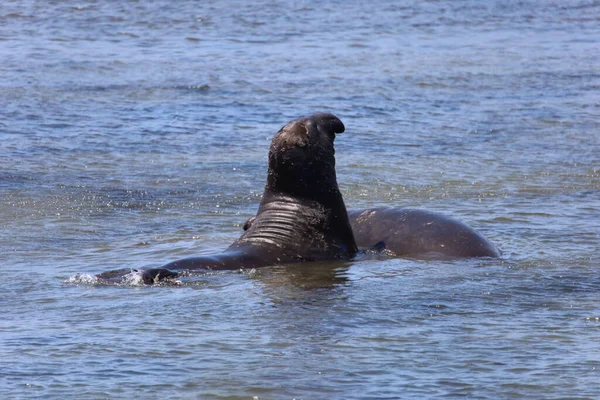 Foto Van Olifantenzeehonden Bij Ano Nuevo California — Stockfoto