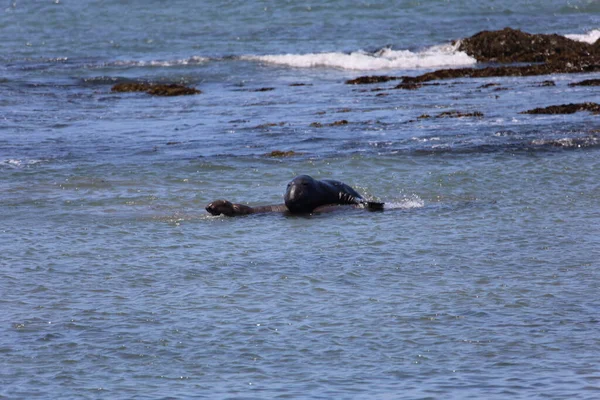 Foto Van Olifantenzeehonden Bij Ano Nuevo California — Stockfoto