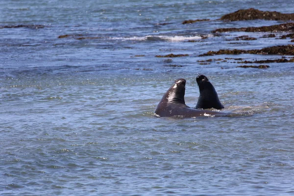 Foto Van Olifantenzeehonden Bij Ano Nuevo California — Stockfoto