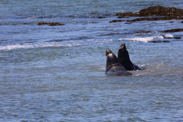 Foto Van Olifantenzeehonden Bij Ano Nuevo California — Stockfoto