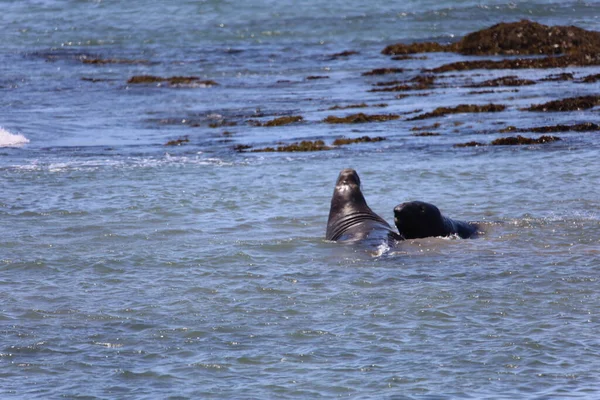 Foto Van Olifantenzeehonden Bij Ano Nuevo California — Stockfoto