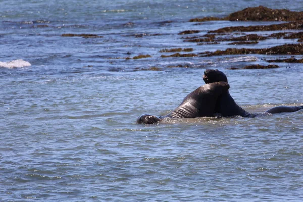 Fotos Elefantes Marinos Ano Nuevo California — Foto de Stock