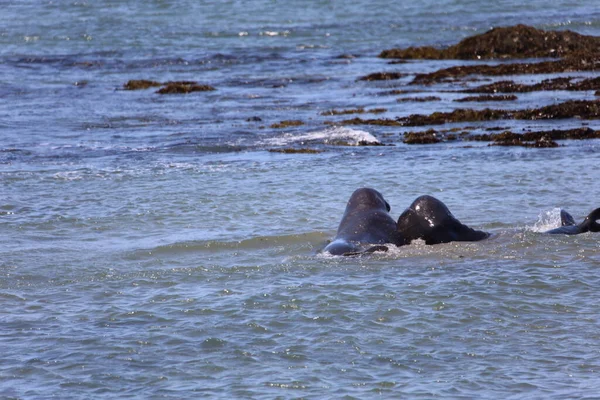 Foto Van Olifantenzeehonden Bij Ano Nuevo California — Stockfoto