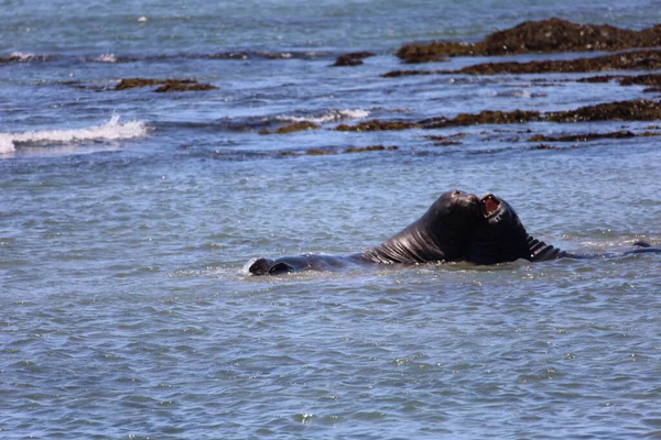 Foto Van Olifantenzeehonden Bij Ano Nuevo California — Stockfoto