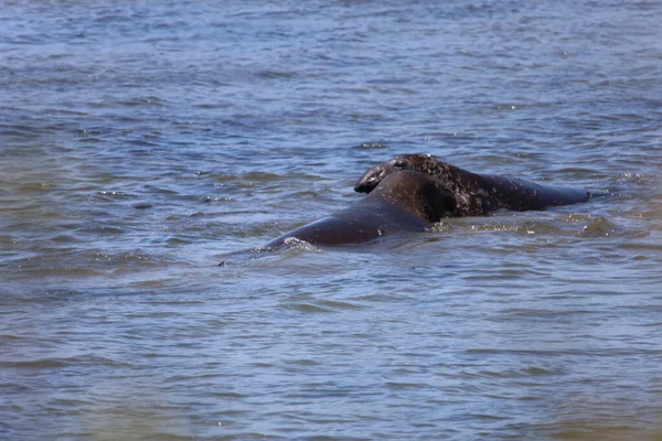 Foto Van Olifantenzeehonden Bij Ano Nuevo California — Stockfoto