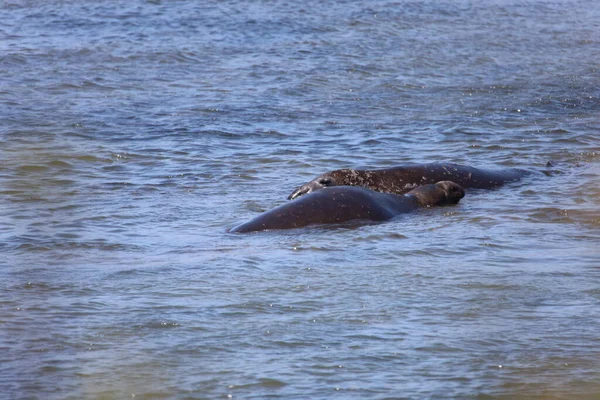 Foto Van Olifantenzeehonden Bij Ano Nuevo California — Stockfoto