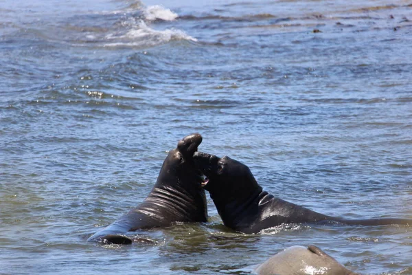 Fotos Selos Elefante Ano Nuevo Califórnia — Fotografia de Stock