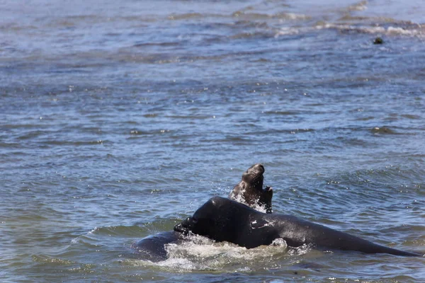 Foto Van Olifantenzeehonden Bij Ano Nuevo California — Stockfoto