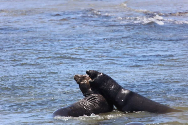 Foto Van Olifantenzeehonden Bij Ano Nuevo California — Stockfoto