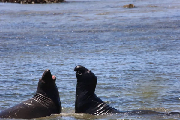 Photos Elephant Seals Ano Nuevo California — Stock Photo, Image