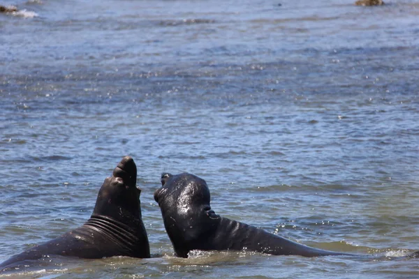 Foto Van Olifantenzeehonden Bij Ano Nuevo California — Stockfoto