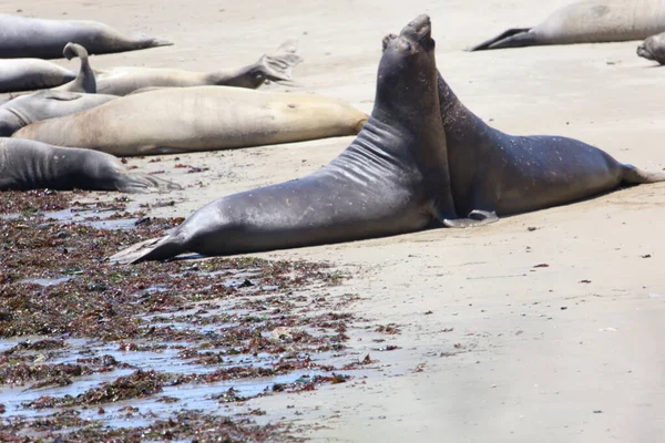 Fotos Elefantes Marinos Ano Nuevo California — Foto de Stock