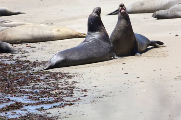 Foto Van Olifantenzeehonden Bij Ano Nuevo California — Stockfoto