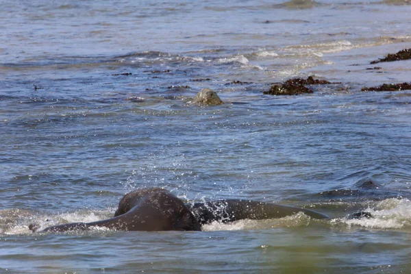 Foto Elephant Seals Ano Nuevo California — Foto Stock