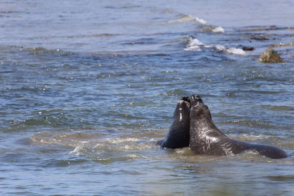 Foto Van Olifantenzeehonden Bij Ano Nuevo California — Stockfoto