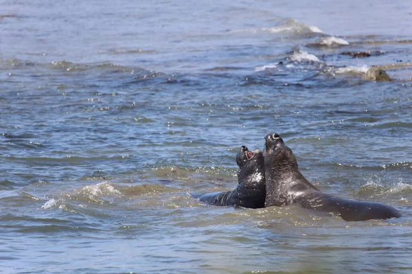 Photos Elephant Seals Ano Nuevo California — 스톡 사진