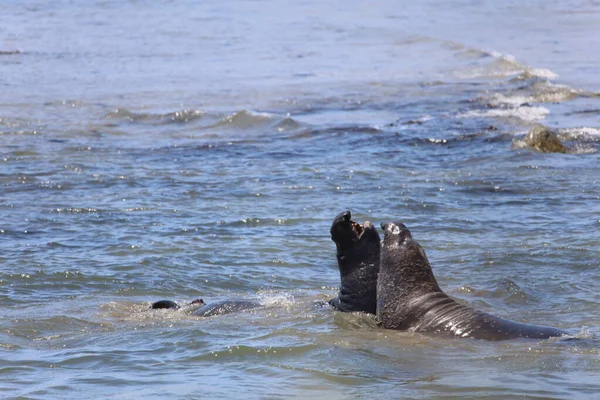 Foto Elephant Seals Ano Nuevo California — Foto Stock