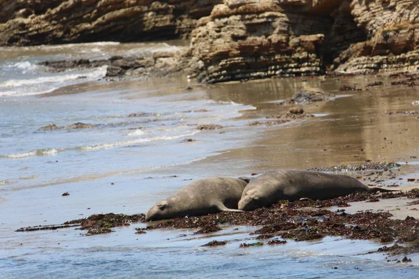 Foto Van Olifantenzeehonden Bij Ano Nuevo California — Stockfoto