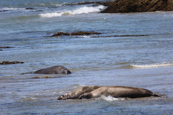 Foto Van Olifantenzeehonden Bij Ano Nuevo California — Stockfoto