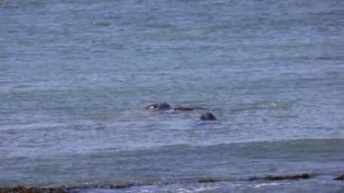 Ano Nuevo Eyaleti 'nde Fil fokları Kaliforniya' da