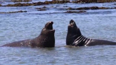 Ano Nuevo Eyaleti 'nde Fil fokları Kaliforniya' da