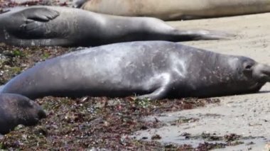 Ano Nuevo Eyaleti 'nde Fil fokları Kaliforniya' da