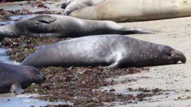 Ano Nuevo Eyaleti 'nde Fil fokları Kaliforniya' da