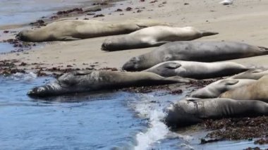 Ano Nuevo Eyaleti 'nde Fil fokları Kaliforniya' da