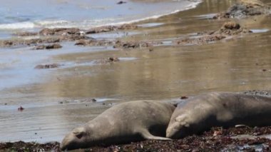 Ano Nuevo Eyaleti 'nde Fil fokları Kaliforniya' da