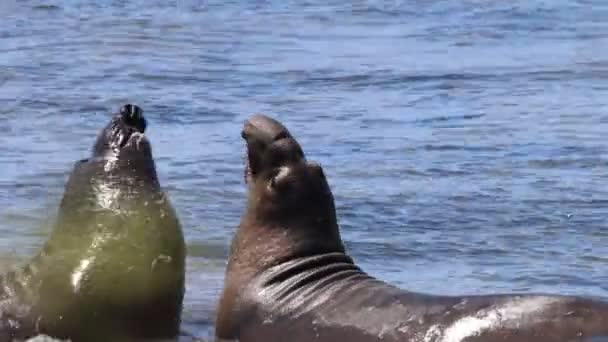 Elefantsälar Vid Ano Nuevo State Apark Kalifornien — Stockvideo