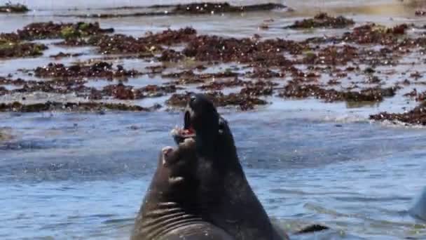 Тюлени Слонов Штате Ано Нуэво Штат Калифорния — стоковое видео