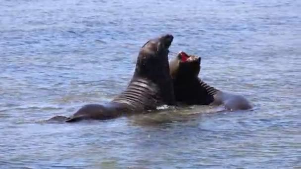 Olifanten Zeehonden Ano Nuevo State Apark California — Stockvideo