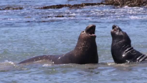 Olifanten Zeehonden Ano Nuevo State Apark California — Stockvideo